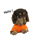 ベルゼ犬（個別スタンプ：26）