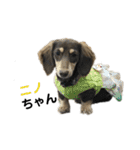 ベルゼ犬（個別スタンプ：27）
