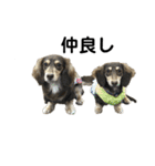 ベルゼ犬（個別スタンプ：28）