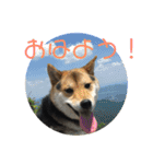 柴犬の伊奈丸くん 2（個別スタンプ：1）