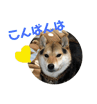 柴犬の伊奈丸くん 2（個別スタンプ：2）