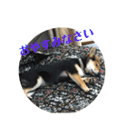 柴犬の伊奈丸くん 2（個別スタンプ：3）