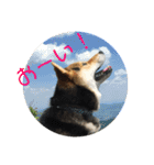 柴犬の伊奈丸くん 2（個別スタンプ：4）