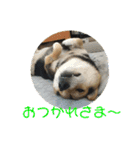 柴犬の伊奈丸くん 2（個別スタンプ：5）