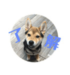 柴犬の伊奈丸くん 2（個別スタンプ：6）