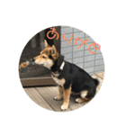 柴犬の伊奈丸くん 2（個別スタンプ：7）