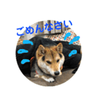 柴犬の伊奈丸くん 2（個別スタンプ：8）