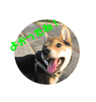柴犬の伊奈丸くん 2（個別スタンプ：9）