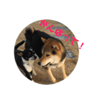 柴犬の伊奈丸くん 2（個別スタンプ：10）