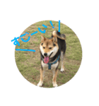 柴犬の伊奈丸くん 2（個別スタンプ：11）