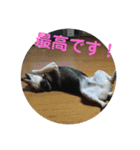柴犬の伊奈丸くん 2（個別スタンプ：12）