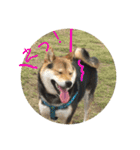柴犬の伊奈丸くん 2（個別スタンプ：13）