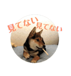 柴犬の伊奈丸くん 2（個別スタンプ：14）