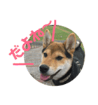 柴犬の伊奈丸くん 2（個別スタンプ：15）