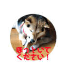 柴犬の伊奈丸くん 2（個別スタンプ：16）