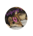 柴犬の伊奈丸くん 2（個別スタンプ：17）