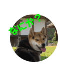 柴犬の伊奈丸くん 2（個別スタンプ：18）