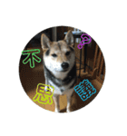 柴犬の伊奈丸くん 2（個別スタンプ：19）