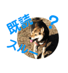 柴犬の伊奈丸くん 2（個別スタンプ：21）