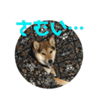 柴犬の伊奈丸くん 2（個別スタンプ：22）
