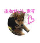 柴犬の伊奈丸くん 2（個別スタンプ：23）