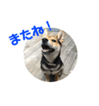 柴犬の伊奈丸くん 2（個別スタンプ：24）