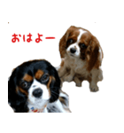 貴族の犬です。（個別スタンプ：1）