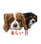 貴族の犬です。（個別スタンプ：4）