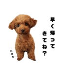 愛犬こまち1（個別スタンプ：1）