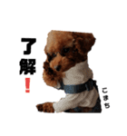 愛犬こまち1（個別スタンプ：3）
