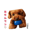 愛犬こまち1（個別スタンプ：4）