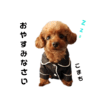 愛犬こまち1（個別スタンプ：6）