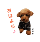 愛犬こまち1（個別スタンプ：7）
