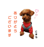愛犬こまち1（個別スタンプ：8）