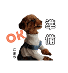 愛犬こまち1（個別スタンプ：9）
