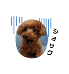 愛犬こまち1（個別スタンプ：11）