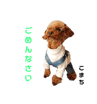 愛犬こまち1（個別スタンプ：13）