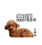 愛犬こまち1（個別スタンプ：14）