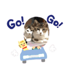 CATs☆猫組NO3（個別スタンプ：7）