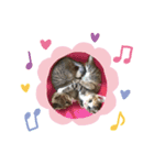 CATs☆猫組NO3（個別スタンプ：15）