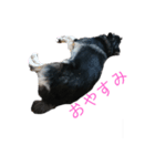 ウルフ君（個別スタンプ：2）
