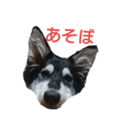 ウルフ君（個別スタンプ：7）