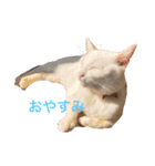 ひろしスタンプ1（個別スタンプ：1）