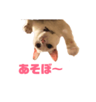 ひろしスタンプ1（個別スタンプ：3）
