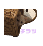 ひろしスタンプ1（個別スタンプ：6）