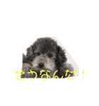 ティン1（個別スタンプ：6）