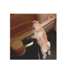 プティポム（個別スタンプ：6）