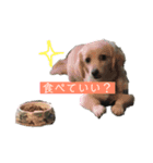 ゴンとカシュー2（個別スタンプ：1）