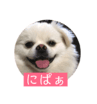 ゴンとカシュー2（個別スタンプ：4）
