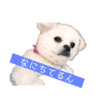 ゴンとカシュー2（個別スタンプ：6）